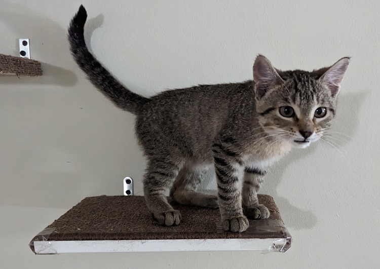 Beans the cat standing on a shelp
