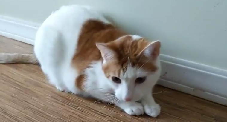 Percy the cat sitting on the floor