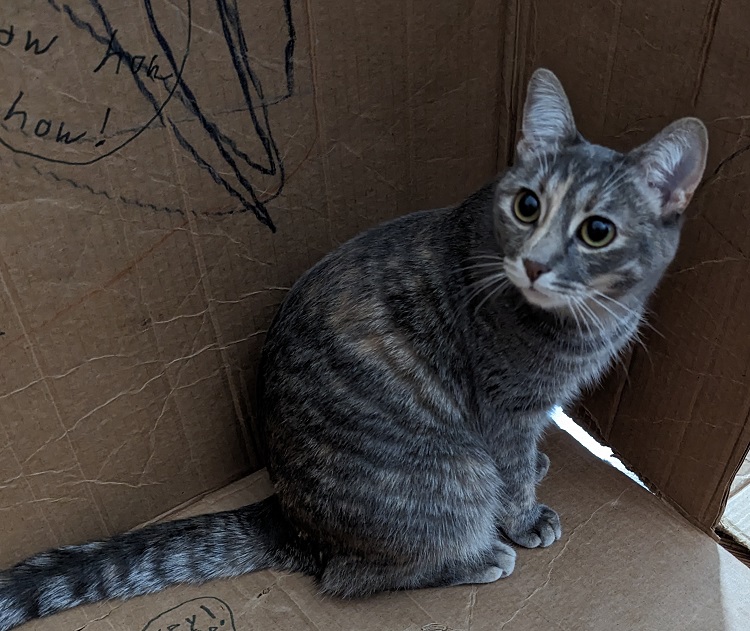 Ralph the cat sitting in a cardboard box