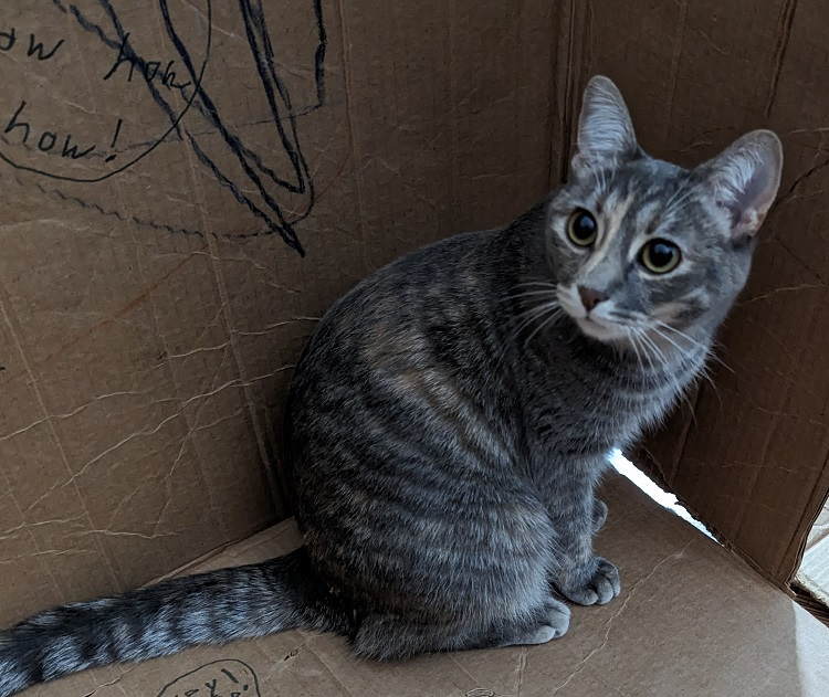 Ralph the cat sitting in a cardboard box
