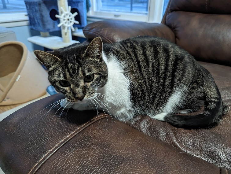 Sadie the cat sitting on a couch