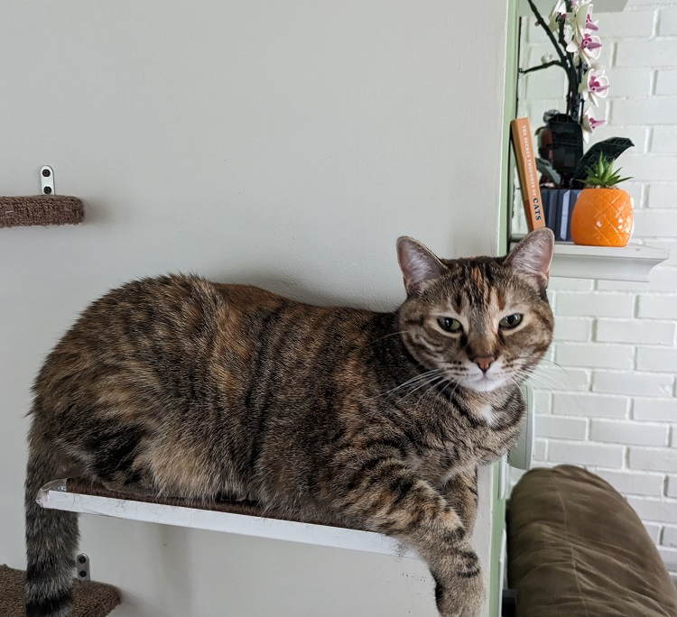 Scarlet the cat sitting on a shelf